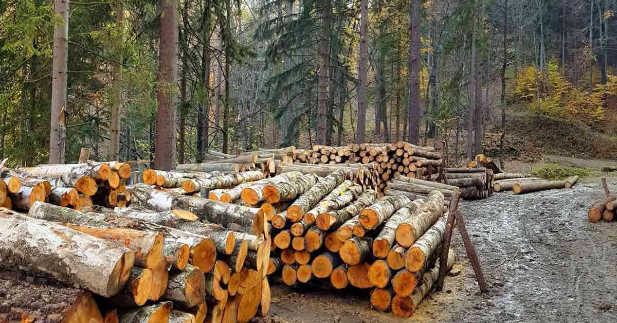 Industrial Timber Sourcing