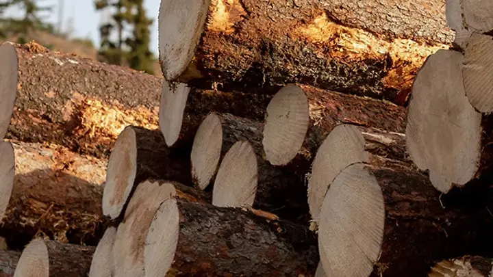 REINT WOOD Timber Forestry Product
