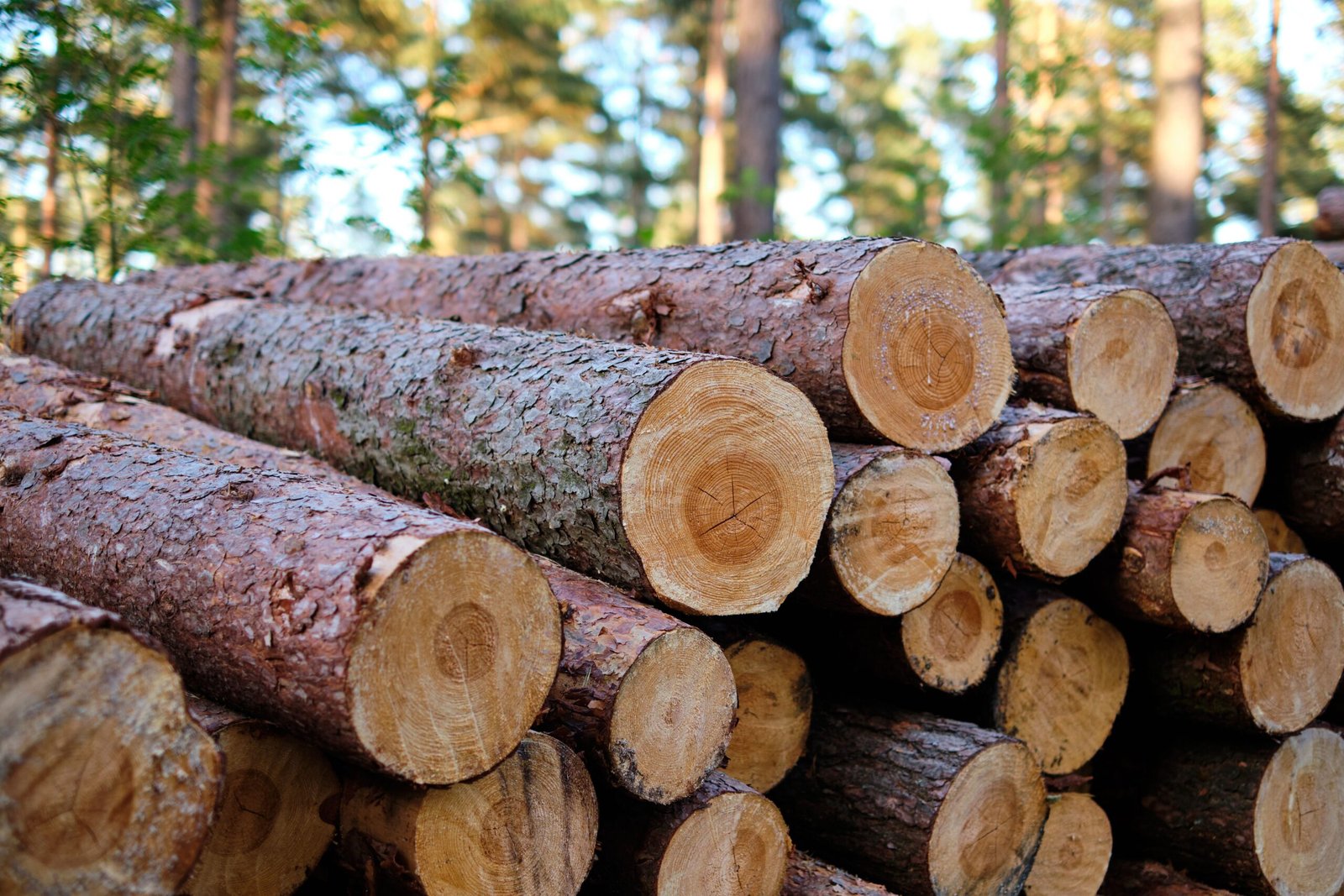 Timber Logs Supply