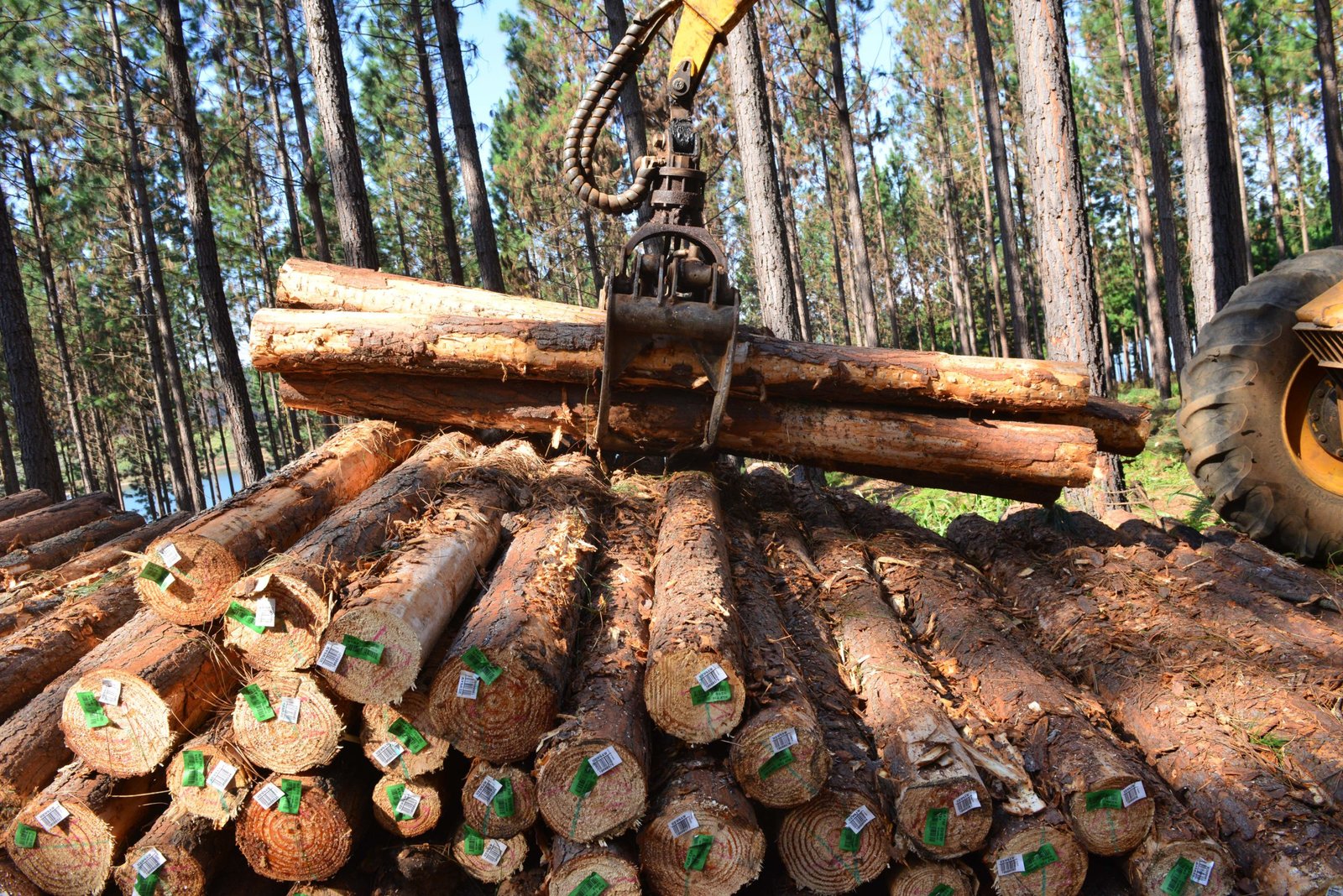 Timber Logs Product