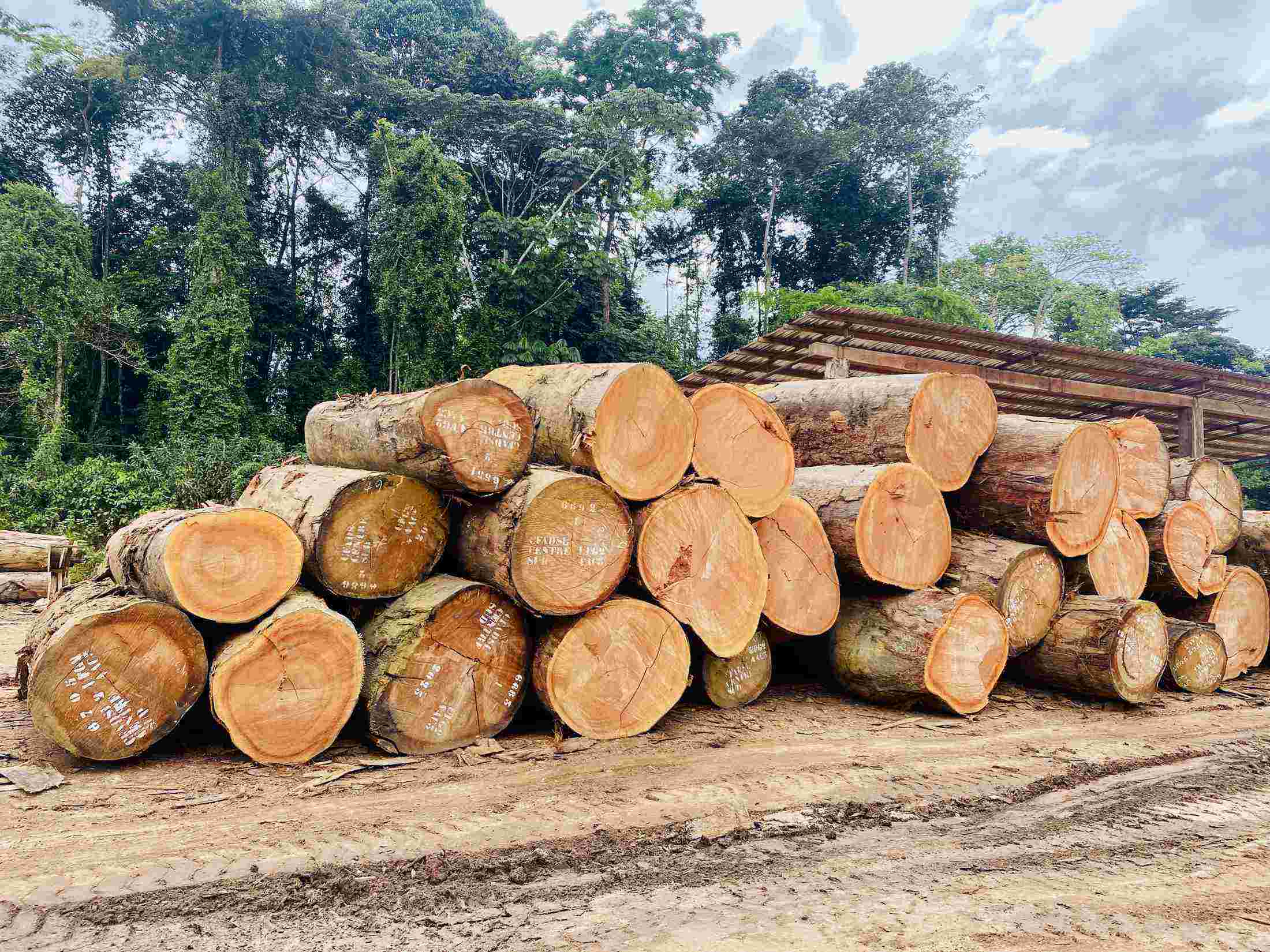 Timber Logs Forestry Products