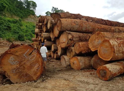 REINT WOOD Timber Logs